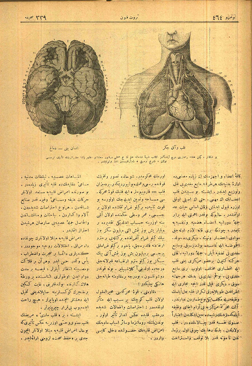 Kalp ve Akciğer (Sağda) & İnsan Beyni – Dimağ (Solda)